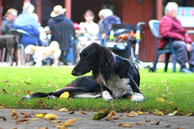 Hundewiese Eickhorst